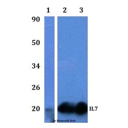 Anti-IL7 Antibody from Bioworld Technology (BS61330) - Antibodies.com