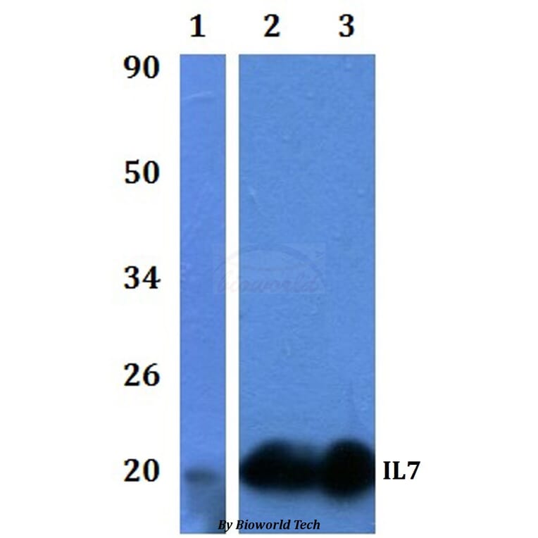 Anti-IL7 Antibody from Bioworld Technology (BS61330) - Antibodies.com