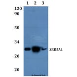 Anti-SRD5A1 Antibody from Bioworld Technology (BS61336) - Antibodies.com