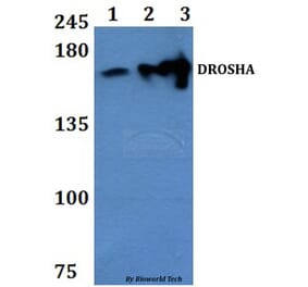 Anti-DROSHA Antibody from Bioworld Technology (BS61337) - Antibodies.com