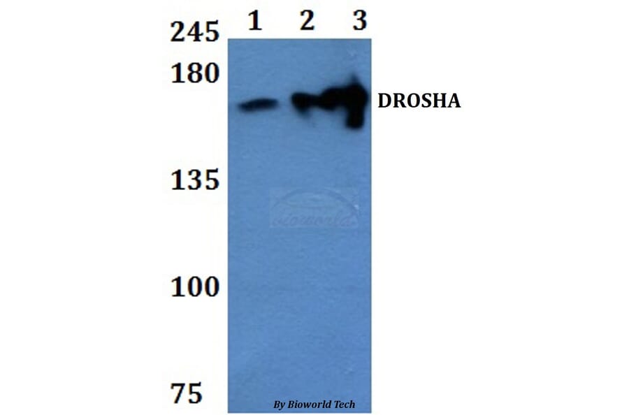 Anti-DROSHA Antibody from Bioworld Technology (BS61337) - Antibodies.com