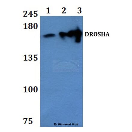 Anti-DROSHA Antibody from Bioworld Technology (BS61337) - Antibodies.com