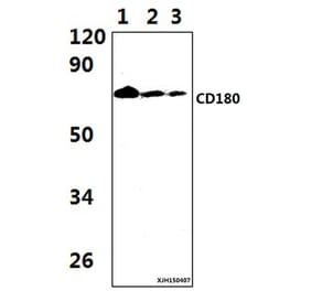 Anti-CD180 Antibody from Bioworld Technology (BS61344) - Antibodies.com
