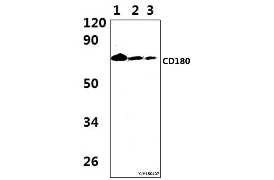 Anti-CD180 Antibody from Bioworld Technology (BS61344) - Antibodies.com