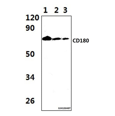 Anti-CD180 Antibody from Bioworld Technology (BS61344) - Antibodies.com