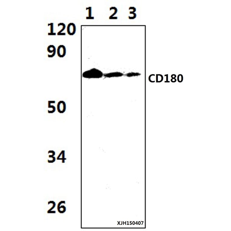 Anti-CD180 Antibody from Bioworld Technology (BS61344) - Antibodies.com