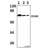 Anti-CD180 Antibody from Bioworld Technology (BS61344) - Antibodies.com