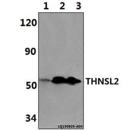 Anti-THNSL2 Antibody from Bioworld Technology (BS61346) - Antibodies.com