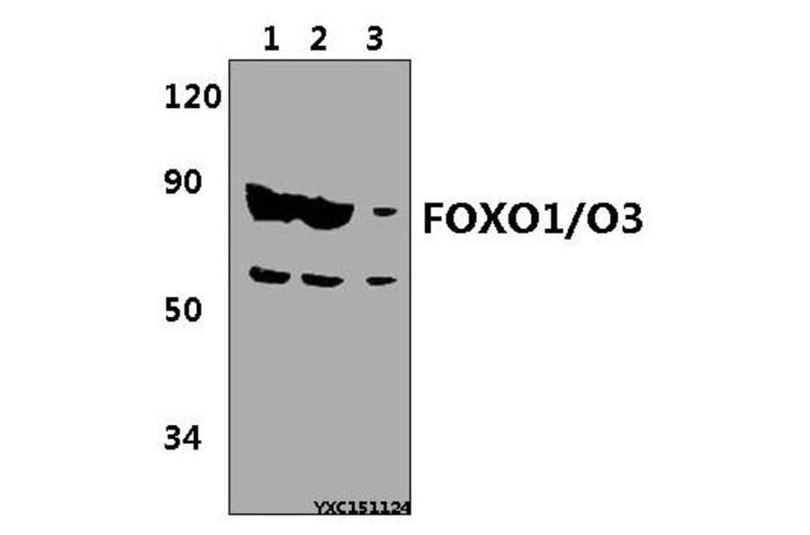 Anti-FOXO1/O3 Antibody from Bioworld Technology (BS61349) - Antibodies.com