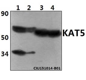 Anti-KAT5 Antibody from Bioworld Technology (BS61356) - Antibodies.com