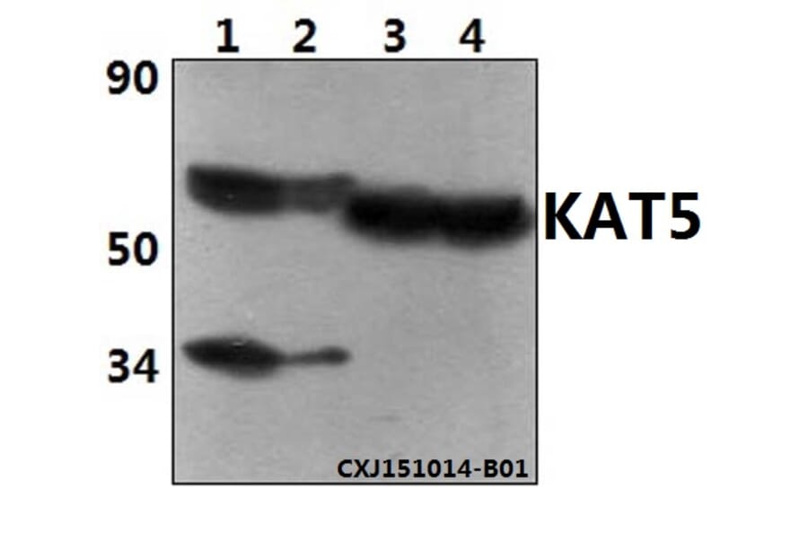 Anti-KAT5 Antibody from Bioworld Technology (BS61356) - Antibodies.com