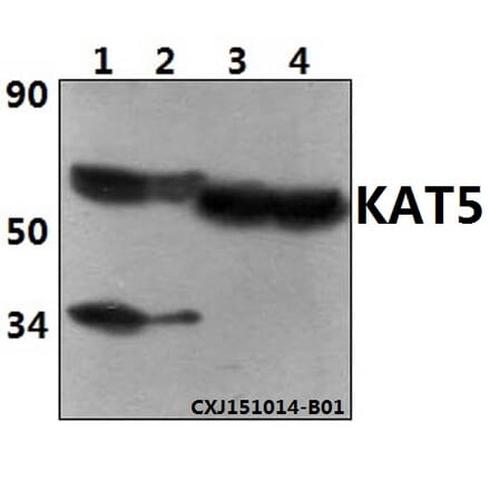 Anti-KAT5 Antibody from Bioworld Technology (BS61356) - Antibodies.com