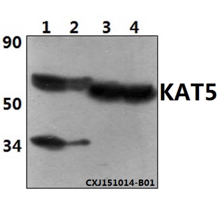 Anti-KAT5 Antibody from Bioworld Technology (BS61356) - Antibodies.com