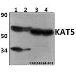Anti-KAT5 Antibody from Bioworld Technology (BS61356) - Antibodies.com
