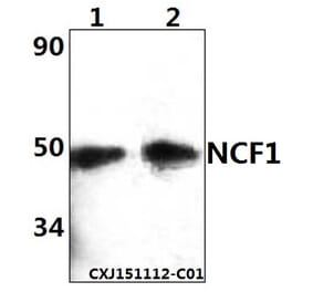 Anti-NCF1 Antibody from Bioworld Technology (BS61365) - Antibodies.com