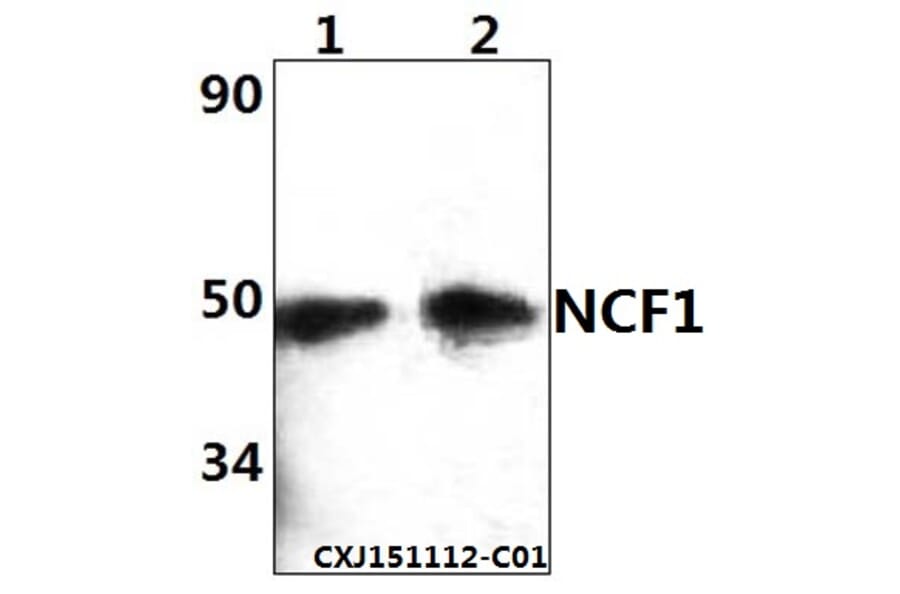 Anti-NCF1 Antibody from Bioworld Technology (BS61365) - Antibodies.com