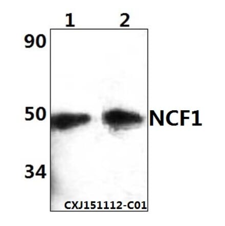 Anti-NCF1 Antibody from Bioworld Technology (BS61365) - Antibodies.com