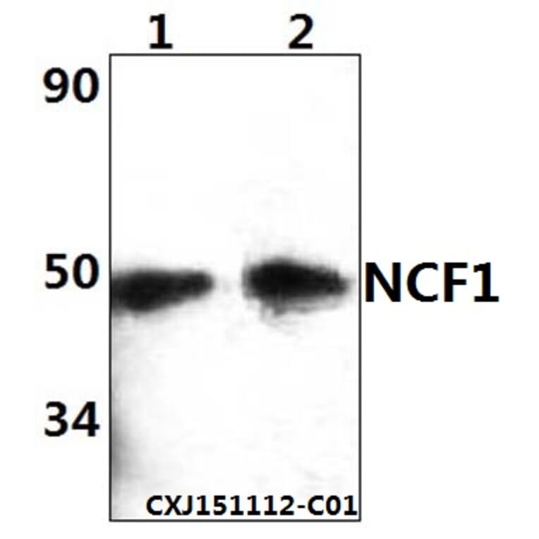 Anti-NCF1 Antibody from Bioworld Technology (BS61365) - Antibodies.com