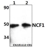 Anti-NCF1 Antibody from Bioworld Technology (BS61365) - Antibodies.com