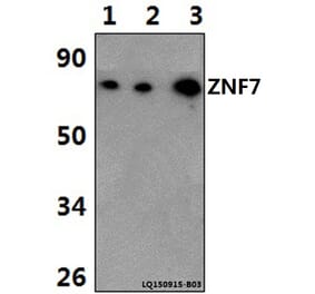 Anti-ZNF7 Antibody from Bioworld Technology (BS61378) - Antibodies.com