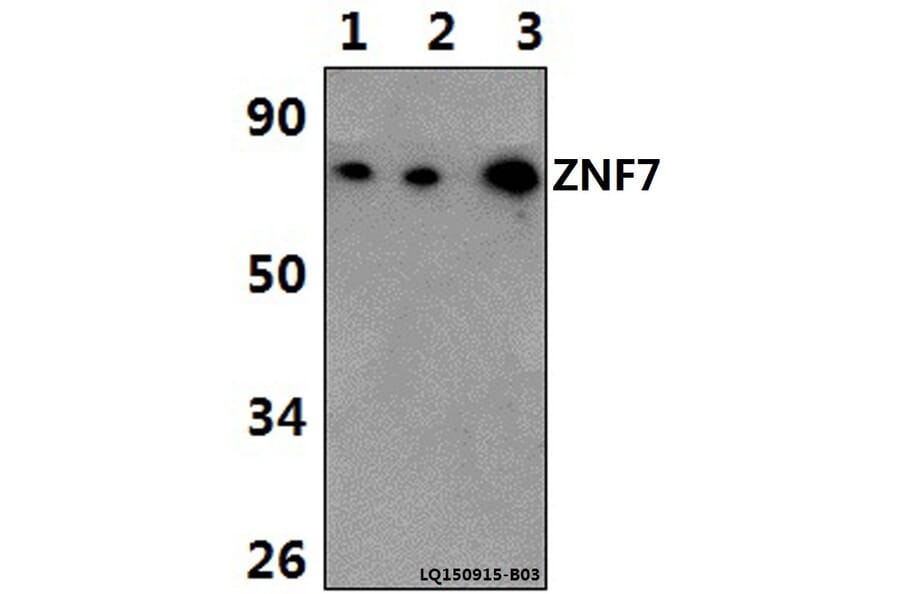 Anti-ZNF7 Antibody from Bioworld Technology (BS61378) - Antibodies.com