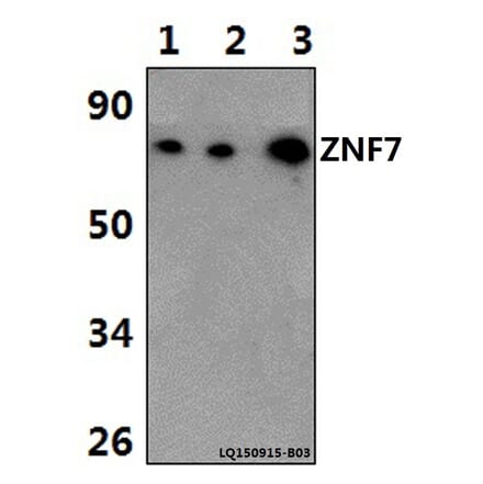 Anti-ZNF7 Antibody from Bioworld Technology (BS61378) - Antibodies.com