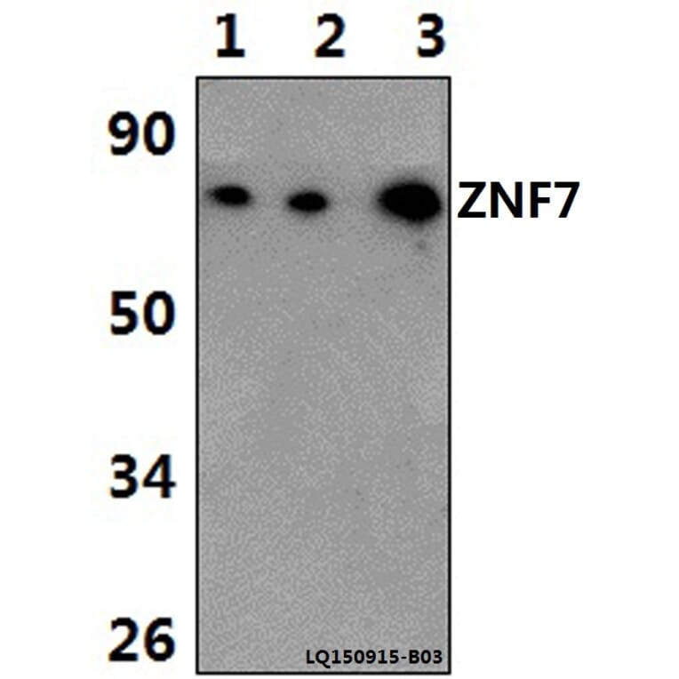 Anti-ZNF7 Antibody from Bioworld Technology (BS61378) - Antibodies.com
