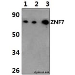 Anti-ZNF7 Antibody from Bioworld Technology (BS61378) - Antibodies.com