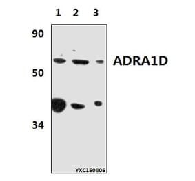 Anti-ADRA1D Antibody from Bioworld Technology (BS61380) - Antibodies.com