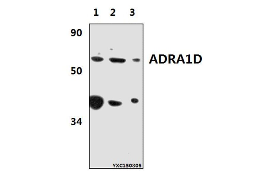 Anti-ADRA1D Antibody from Bioworld Technology (BS61380) - Antibodies.com