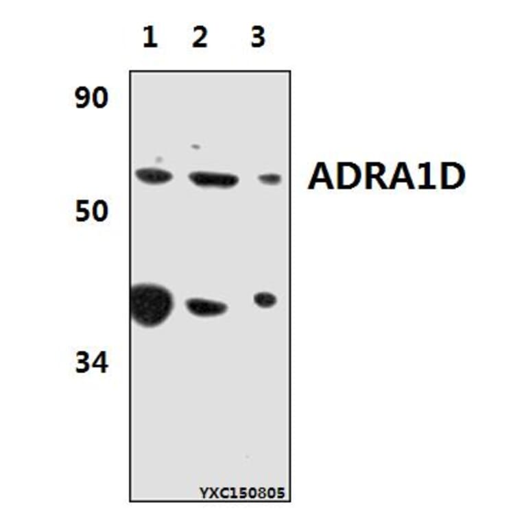 Anti-ADRA1D Antibody from Bioworld Technology (BS61380) - Antibodies.com