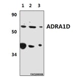 Anti-ADRA1D Antibody from Bioworld Technology (BS61380) - Antibodies.com