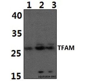 Anti-TFAM Antibody from Bioworld Technology (BS61387) - Antibodies.com