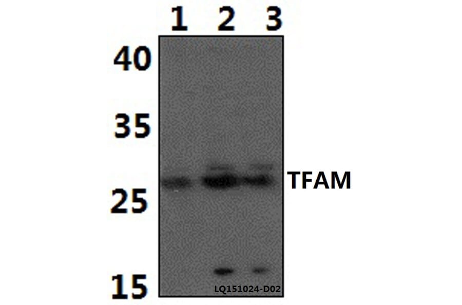 Anti-TFAM Antibody from Bioworld Technology (BS61387) - Antibodies.com