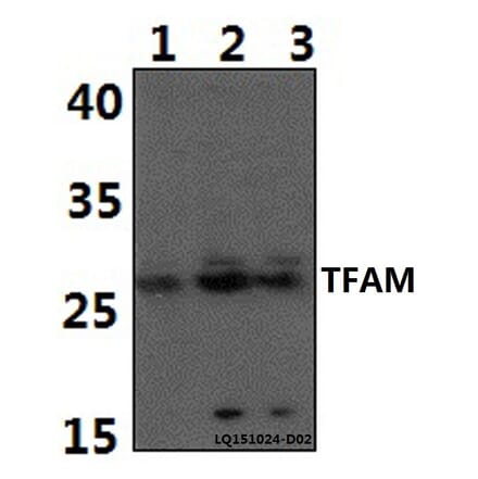 Anti-TFAM Antibody from Bioworld Technology (BS61387) - Antibodies.com