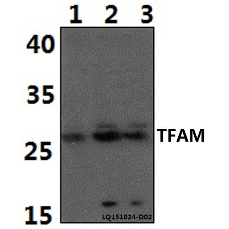Anti-TFAM Antibody from Bioworld Technology (BS61387) - Antibodies.com