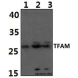 Anti-TFAM Antibody from Bioworld Technology (BS61387) - Antibodies.com