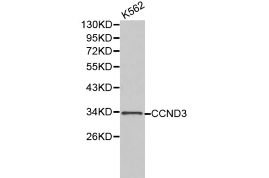 Anti-Cyclin D3 Antibody from Bioworld Technology (BS6139) - Antibodies.com
