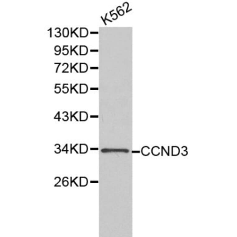 Anti-Cyclin D3 Antibody from Bioworld Technology (BS6139) - Antibodies.com