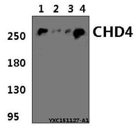 Anti-CHD4 Antibody from Bioworld Technology (BS61392) - Antibodies.com