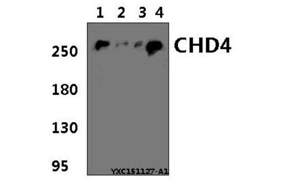 Anti-CHD4 Antibody from Bioworld Technology (BS61392) - Antibodies.com