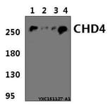 Anti-CHD4 Antibody from Bioworld Technology (BS61392) - Antibodies.com