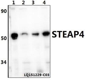 Anti-STEAP4 Antibody from Bioworld Technology (BS61396) - Antibodies.com