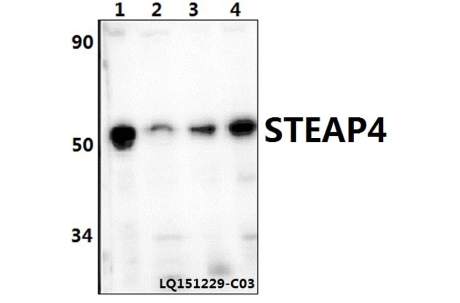 Anti-STEAP4 Antibody from Bioworld Technology (BS61396) - Antibodies.com