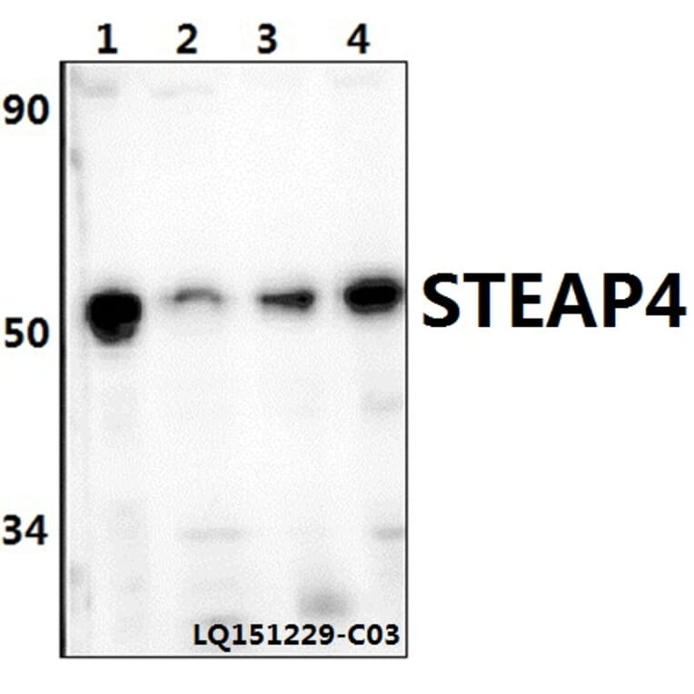 Anti-STEAP4 Antibody from Bioworld Technology (BS61396) - Antibodies.com