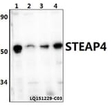 Anti-STEAP4 Antibody from Bioworld Technology (BS61396) - Antibodies.com