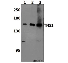 Anti-TNS3 Antibody from Bioworld Technology (BS61397) - Antibodies.com