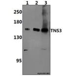 Anti-TNS3 Antibody from Bioworld Technology (BS61397) - Antibodies.com