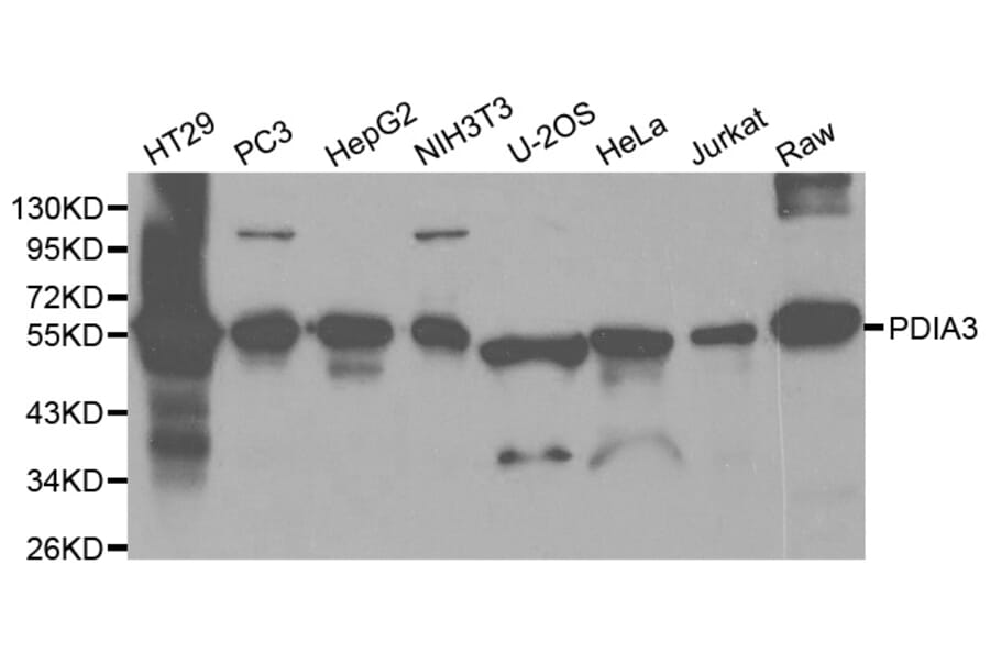 Anti-PDIA3 Antibody from Bioworld Technology (BS6140) - Antibodies.com
