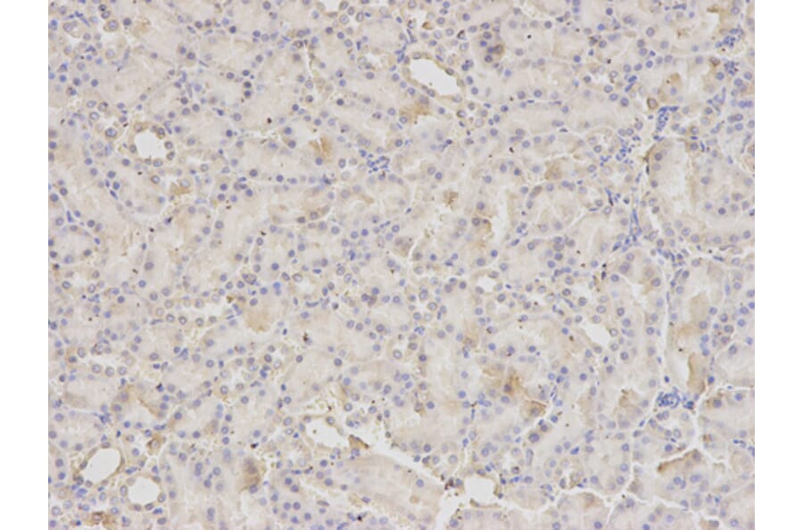 Anti-PDIA3 Antibody from Bioworld Technology (BS6140) - Antibodies.com